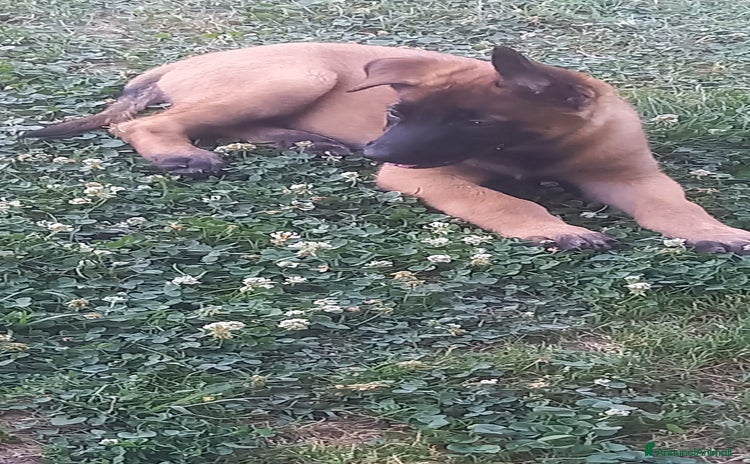 Pastore Belga cani a Provincia di Verona - Annuncio 1