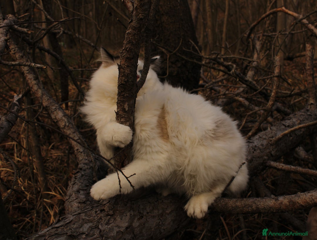 Ragdoll gatti in vendita: Ragdoll maschio con pedigree da riproduzione. a Provincia di Pavia - Immagine 4