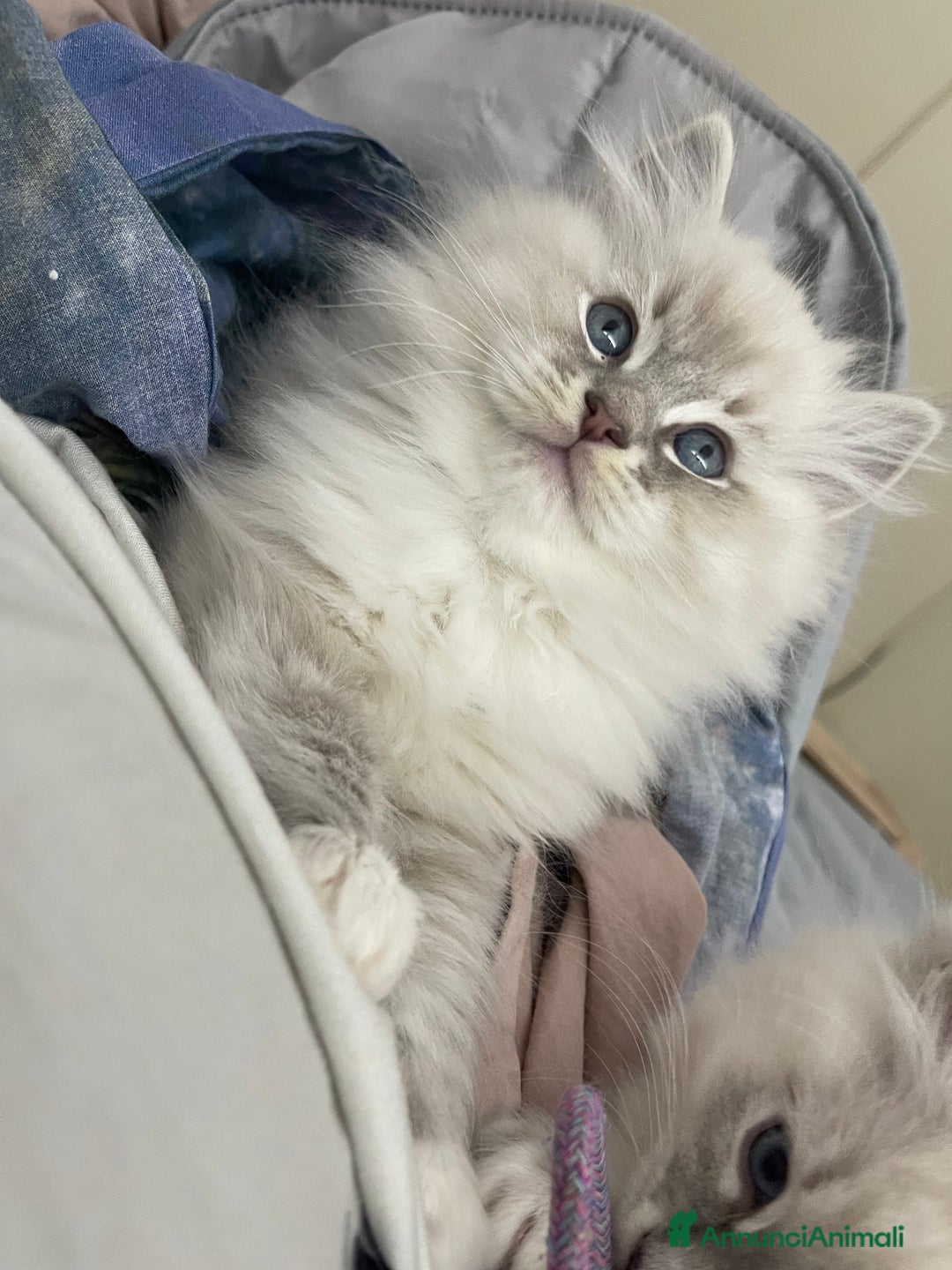 Ragdoll gatti in vendita: Cucciolata blu mitted/tabby - Annuncio 8