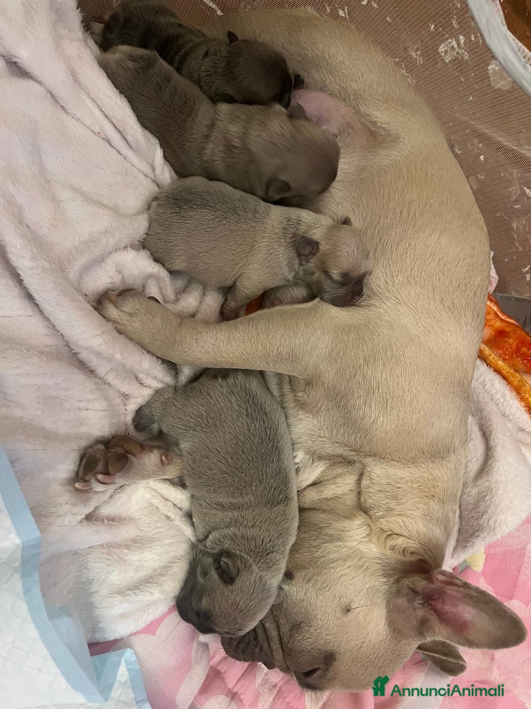 Bulldog Francese cani in vendita: Vendo bulldog francesi esotici - Annuncio 8