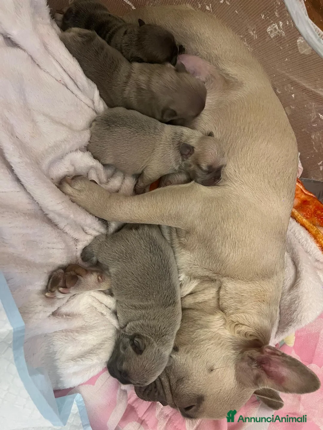 Bulldog Francese cani in vendita: Vendo bulldog francesi esotici - Annuncio 8