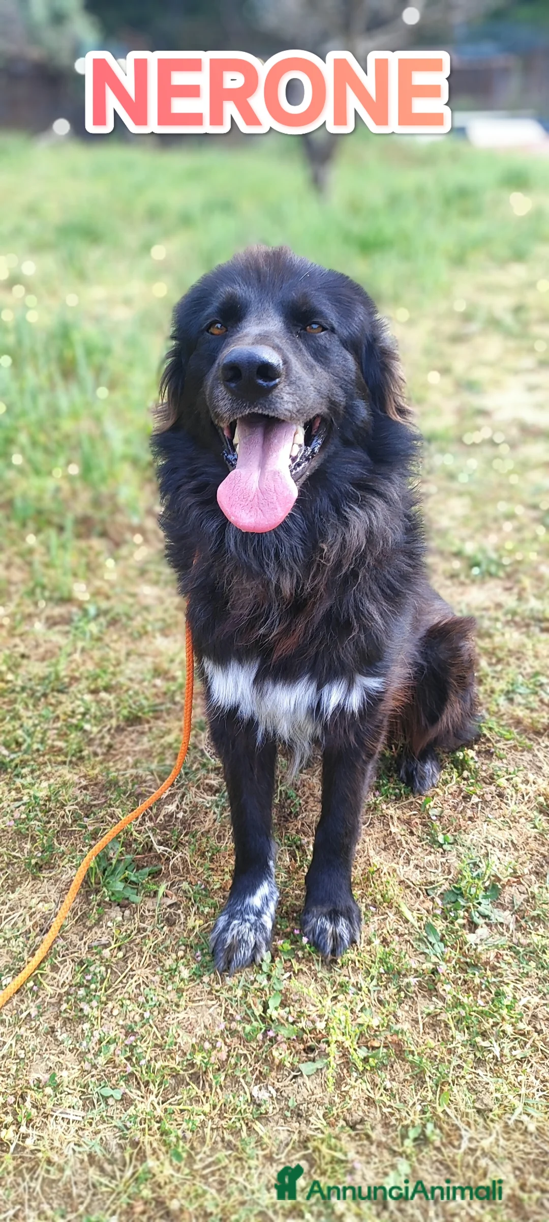 Meticcio cani in regalo: Nerone nessuno ti vuole perché sei nero a Provincia autonoma di Bolzano - Alto Adige - Annuncio 9