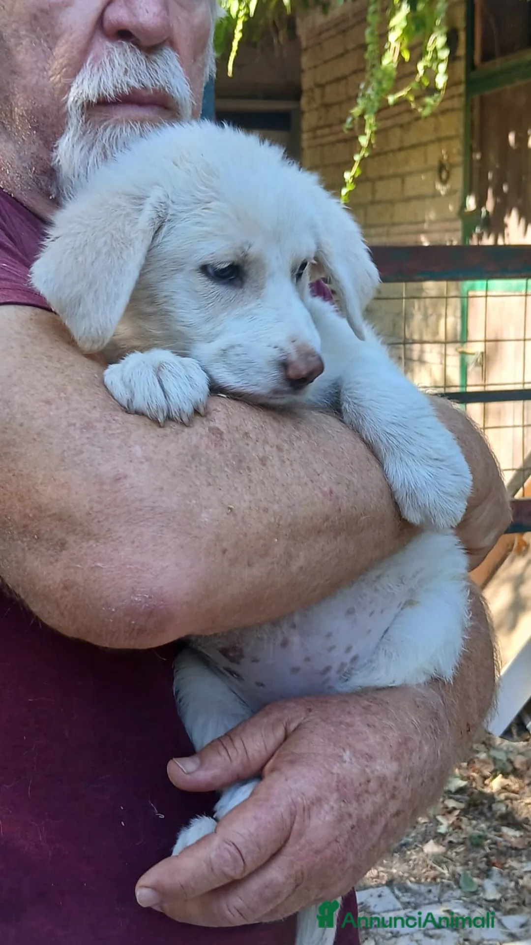 Meticcio cani in regalo: LA BELLISSIMA BRIGITTE CERCA ADOZIONE - Annuncio 2