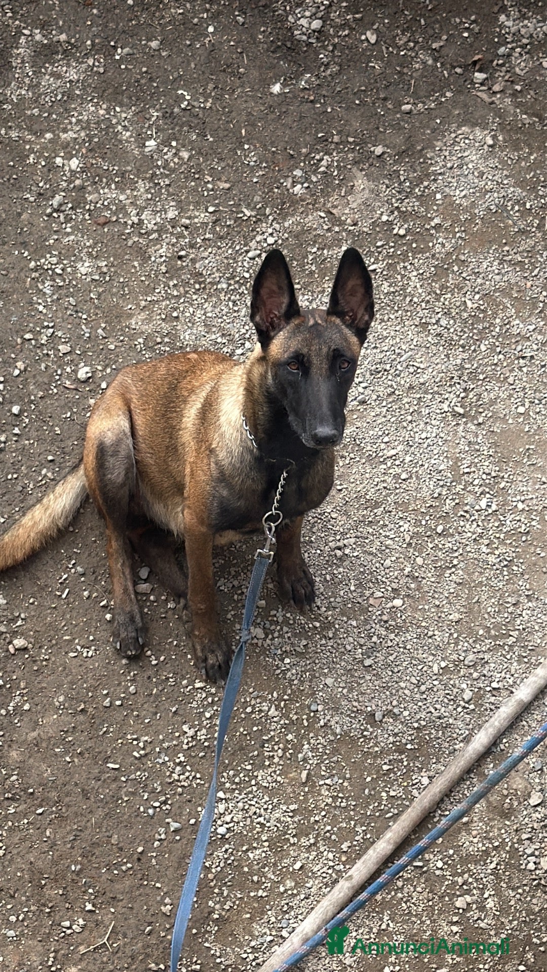 Pastore Belga cani Pastore belga malinois - Annuncio 12