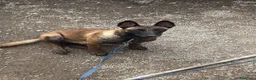Pastore Belga cani in vendita: Pastore belga malinois - Annuncio 1