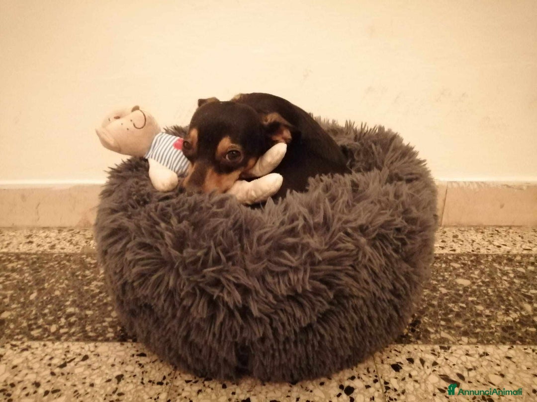 Pinscher Miniatura cani in regalo: STARLET, MINI PINSCHER dolcissima a Città Metropolitana di Firenze - Immagine 16
