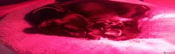 Bassotto cani in vendita: Bassotti nani pelo corto - Annuncio 2