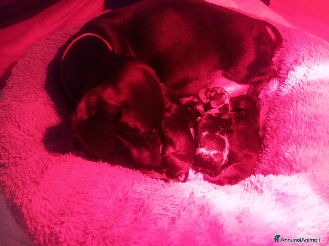 Bassotto cani in vendita: Bassotti nani pelo corto - Annuncio 2