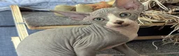 Sphynx gatti in vendita: Gattino  Canadian Sphynx (Maschietto) - Annuncio 7