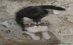 Persiano gatti in vendita: Gatti persiani  a Città Metropolitana di Torino - Immagine 2
