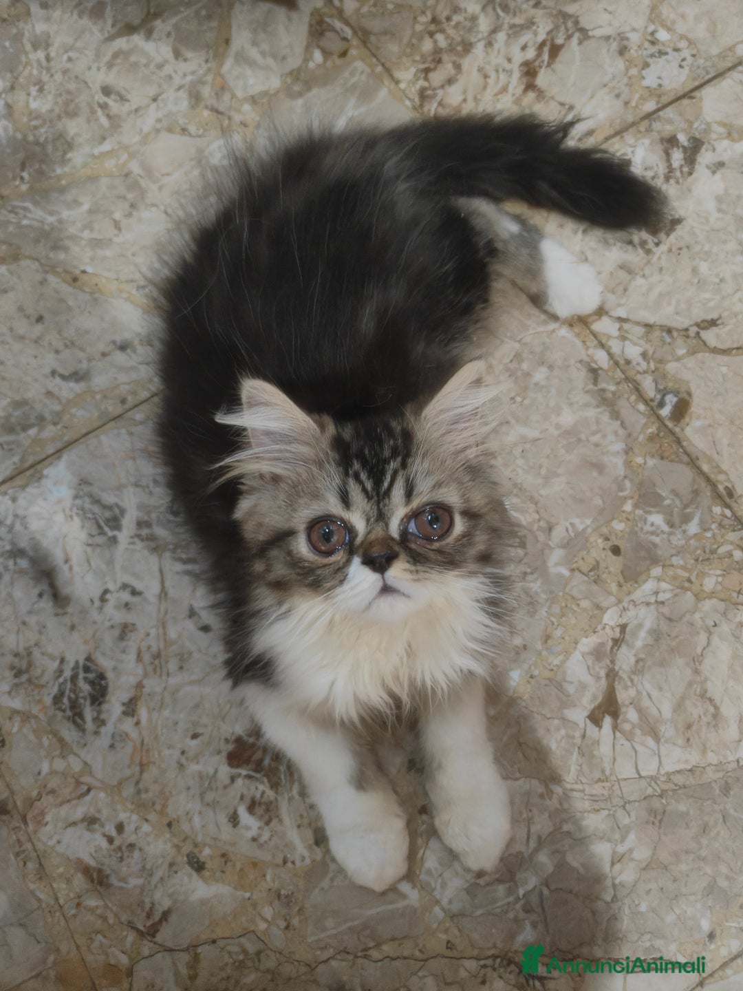 Persiano gatti in vendita: Gatti persiani  a Città Metropolitana di Torino - Immagine 2