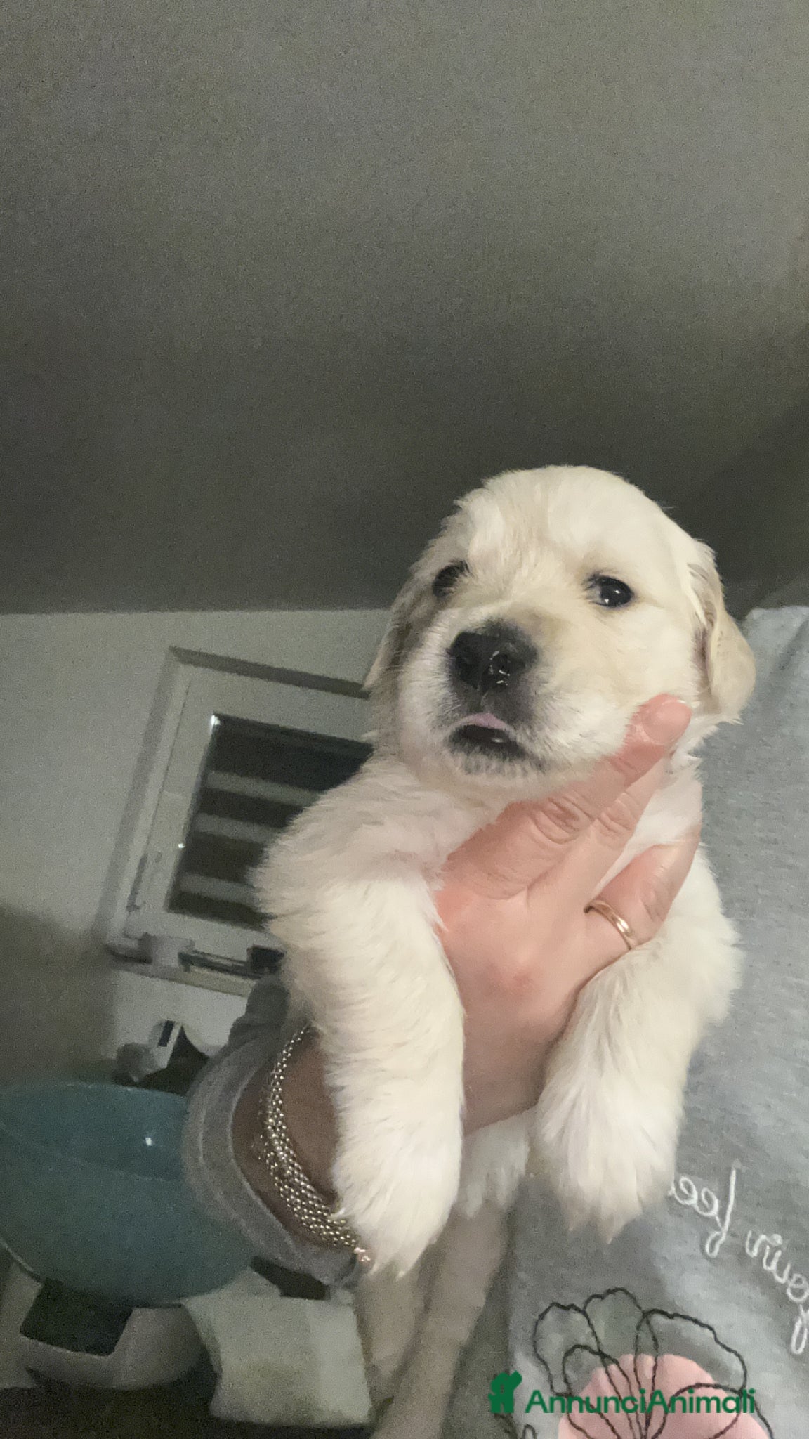 Golden Retriever Cucciolo 6