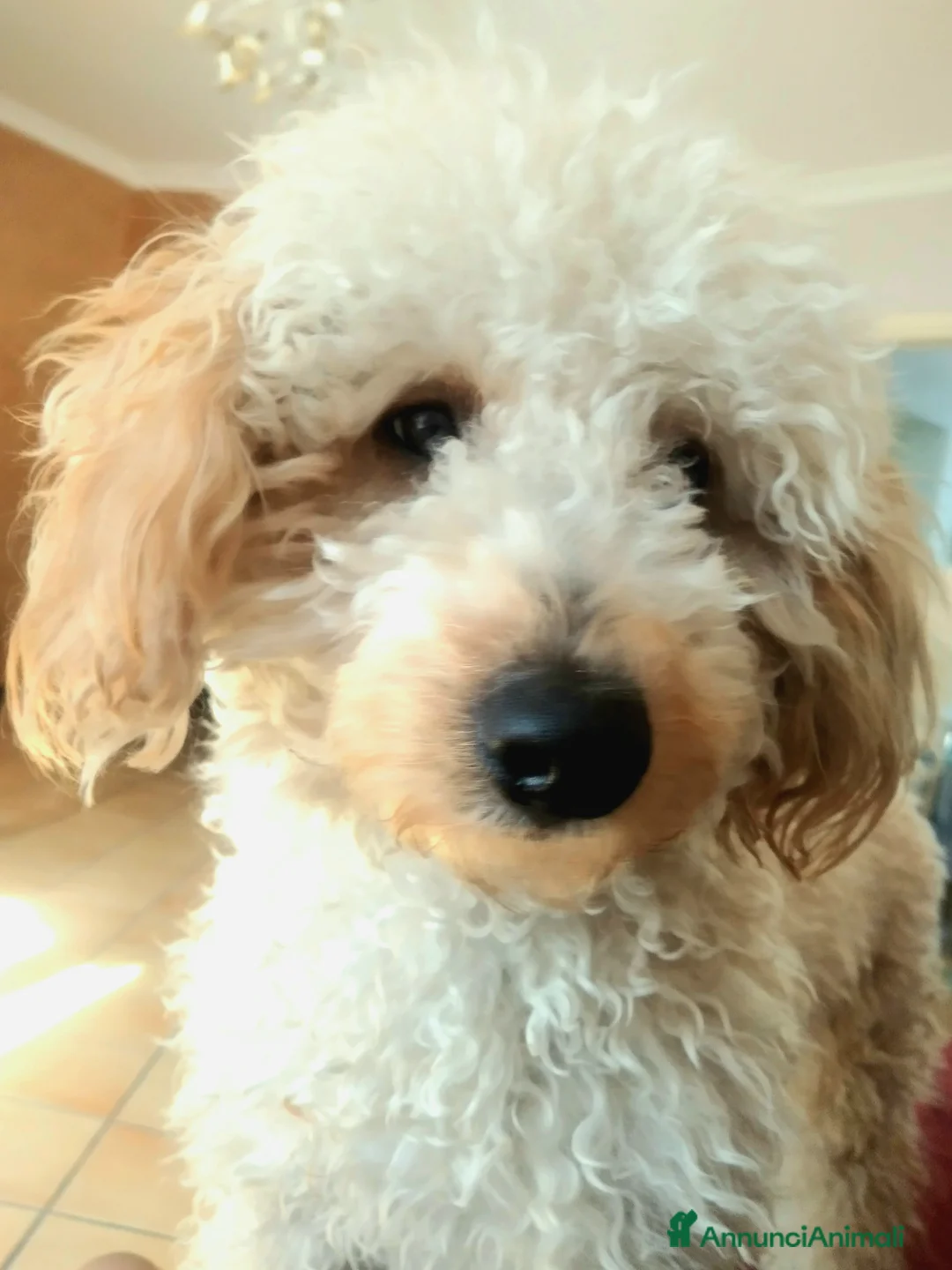 Barboncino Toy cani per accoppiamento: Cerco barboncina toy per accoppiare  - Annuncio 1