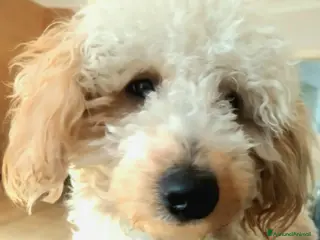 Barboncino Toy cani Cerco barboncina toy per accoppiare - Annuncio 9