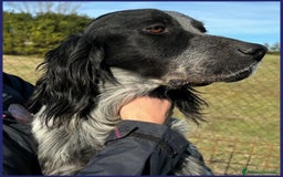Setter Inglese cani in regalo: ZANZIBAR 2anni stupendo-adatto a tutti - Immagine 7