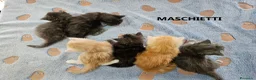 Maine Coon gatti in vendita: Cuccioli Maine Coon con pedigree - Annuncio 4