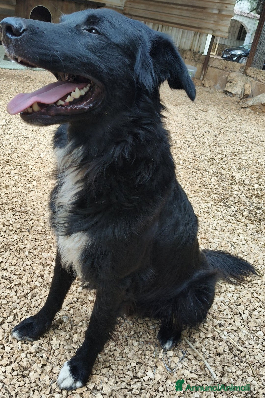 Meticcio cani in regalo: Sansone cagnolino speciale adatto a tutti - Annuncio 8