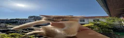 Scottish gatti in vendita: Cuccioli Scottish Straight Golden Pedigree ENFI a Città metropolitana di Milano - Annuncio 11