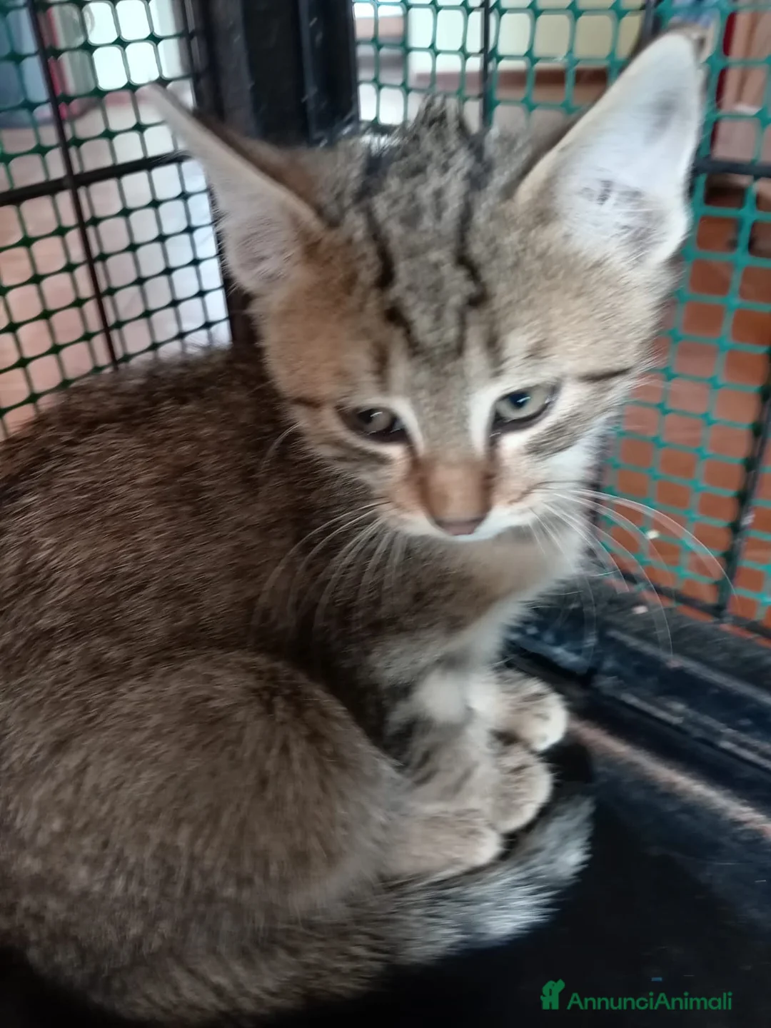 Europeo gatti in regalo: gatto cucciolo 2 mesi❤️ - Annuncio 2