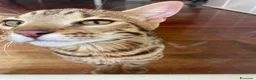 Bengala gatti in vendita: Gatto bengala a Provincia di Varese - Annuncio 8