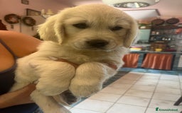 Golden Retriever cani in vendita: Cuccioli di Gold Retriever con pedigree  - Immagine 6
