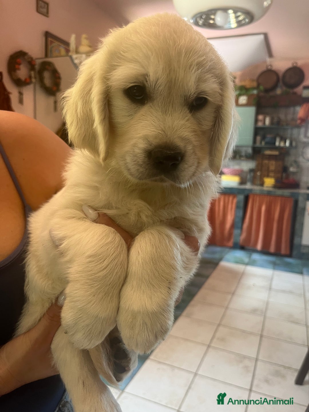 Golden Retriever cani in vendita: Cuccioli di Gold Retriever con pedigree  - Immagine 6