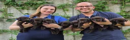 Labrador cani in vendita: Labrador Retriever Cioccolato  a Provincia di Brescia - Annuncio 4