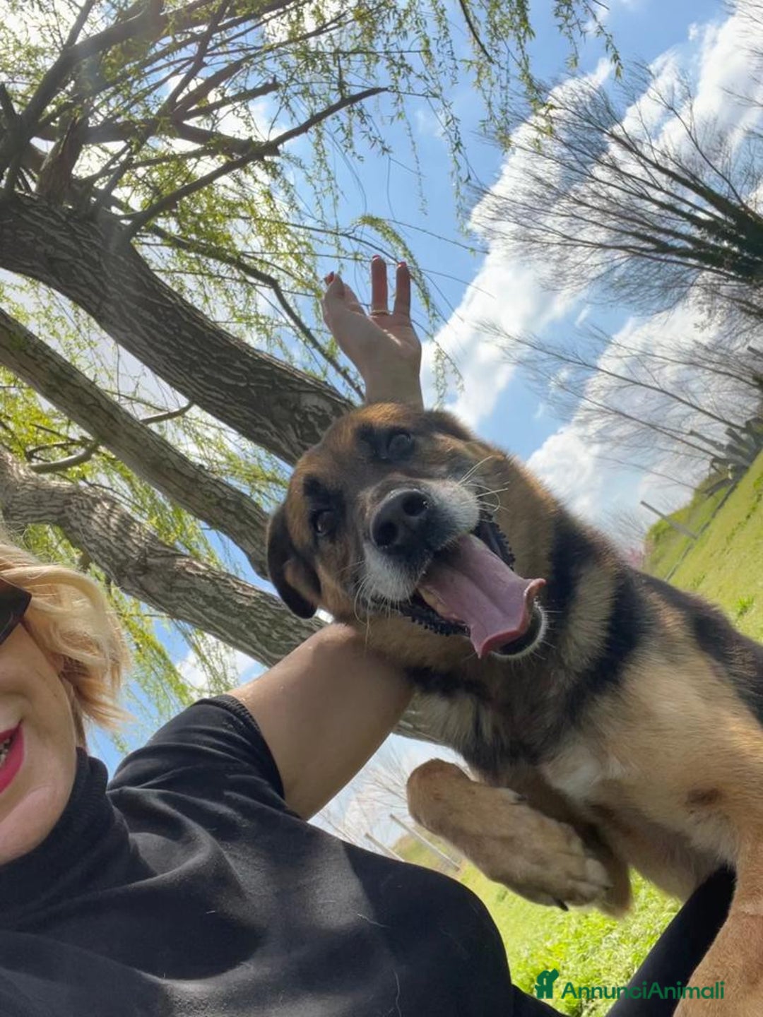 Meticcio cani in regalo: Mix Pastore adulto dalla catena al box NAPOLI SOS a Città Metropolitana di Milano - Annuncio 9