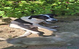 Meticcio cani in regalo: Gerry il cagnolino che fa da papa’ ai cuccioli - Immagine 2