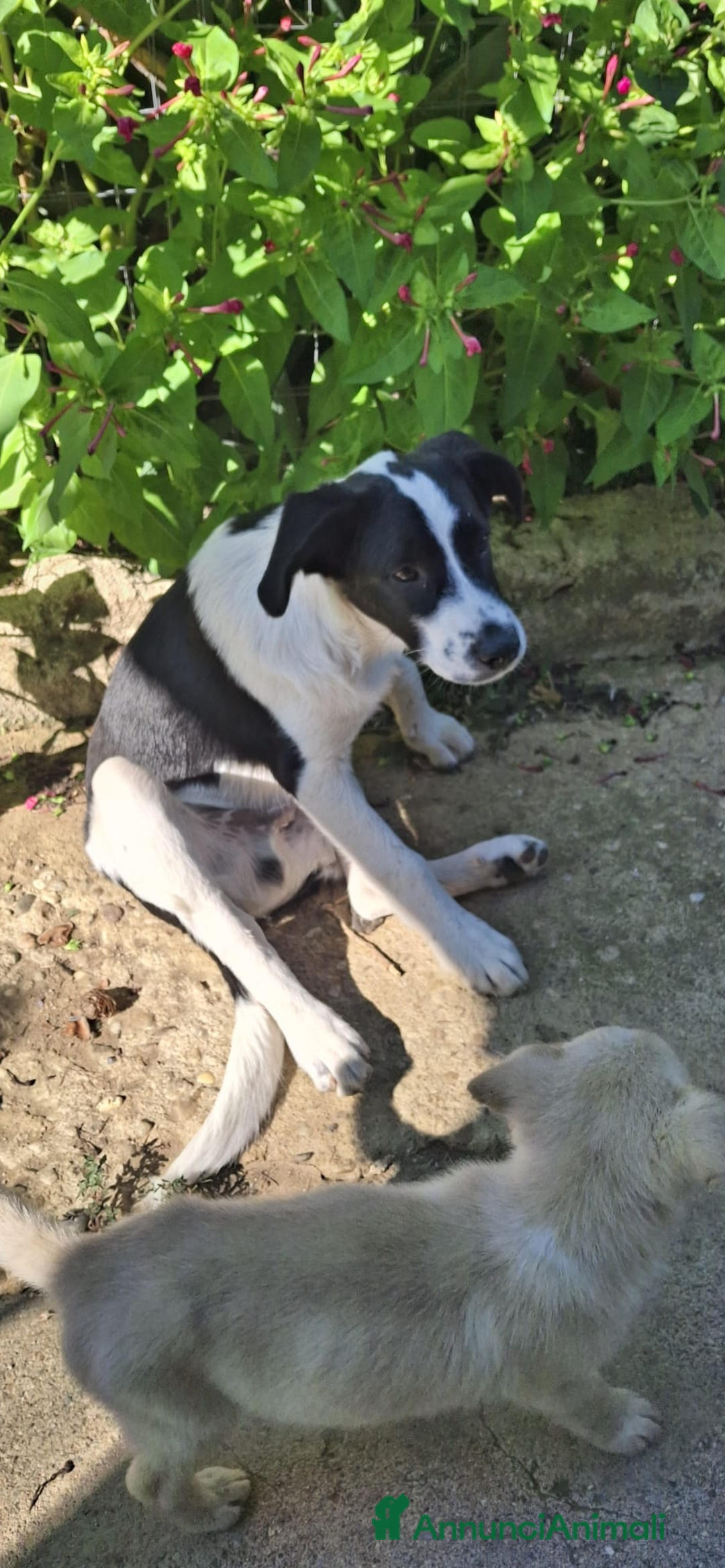 Meticcio cani in regalo: Gerry il cagnolino che fa da papa’ ai cuccioli - Immagine 2