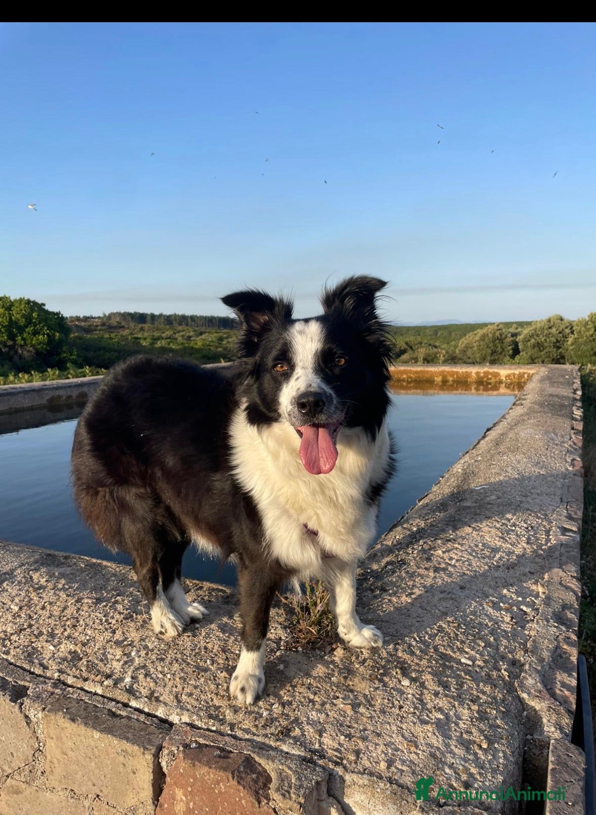 Border Collie cani Cuccioli border collie  - Annuncio 2
