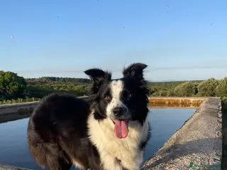 Border Collie cani Cuccioli border collie - Annuncio 2