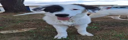 Meticcio cani in regalo: BRIE 🩷 MA DAVVERO NESSUNO MI VUOLE? 🥺 a Provincia di Modena - Annuncio 5