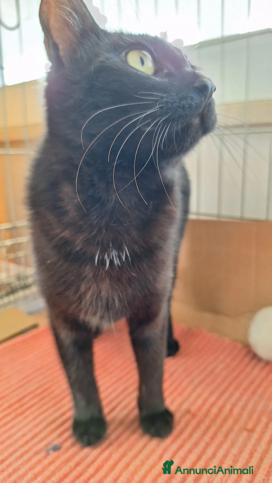 Europeo gatti in regalo: Sofia 6 mesi di dolcezza tutta da conquistare  - Annuncio 6