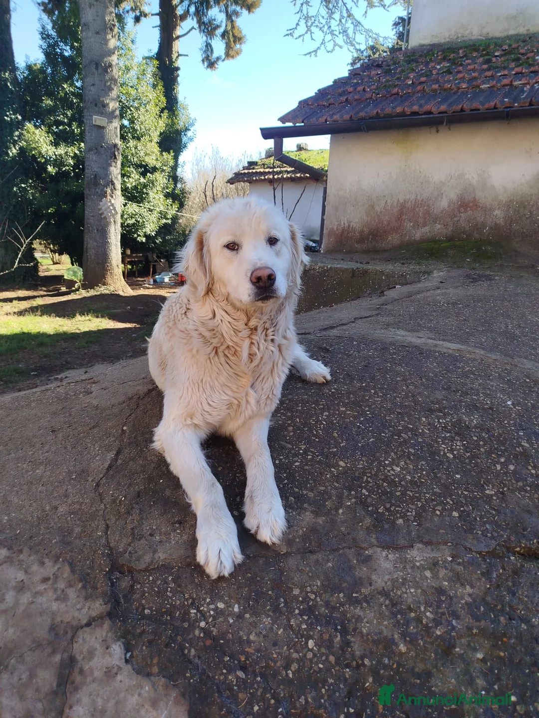 Pastore Maremmano cani in regalo: Splendidi maremmani rischiano il canile - Annuncio 2