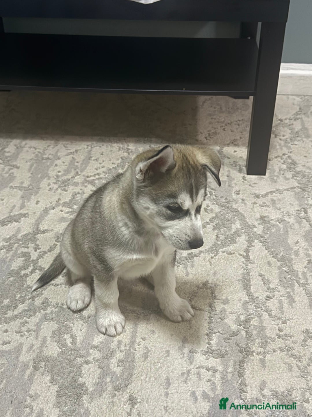 Husky cani in vendita: Siberian husky - Annuncio 2