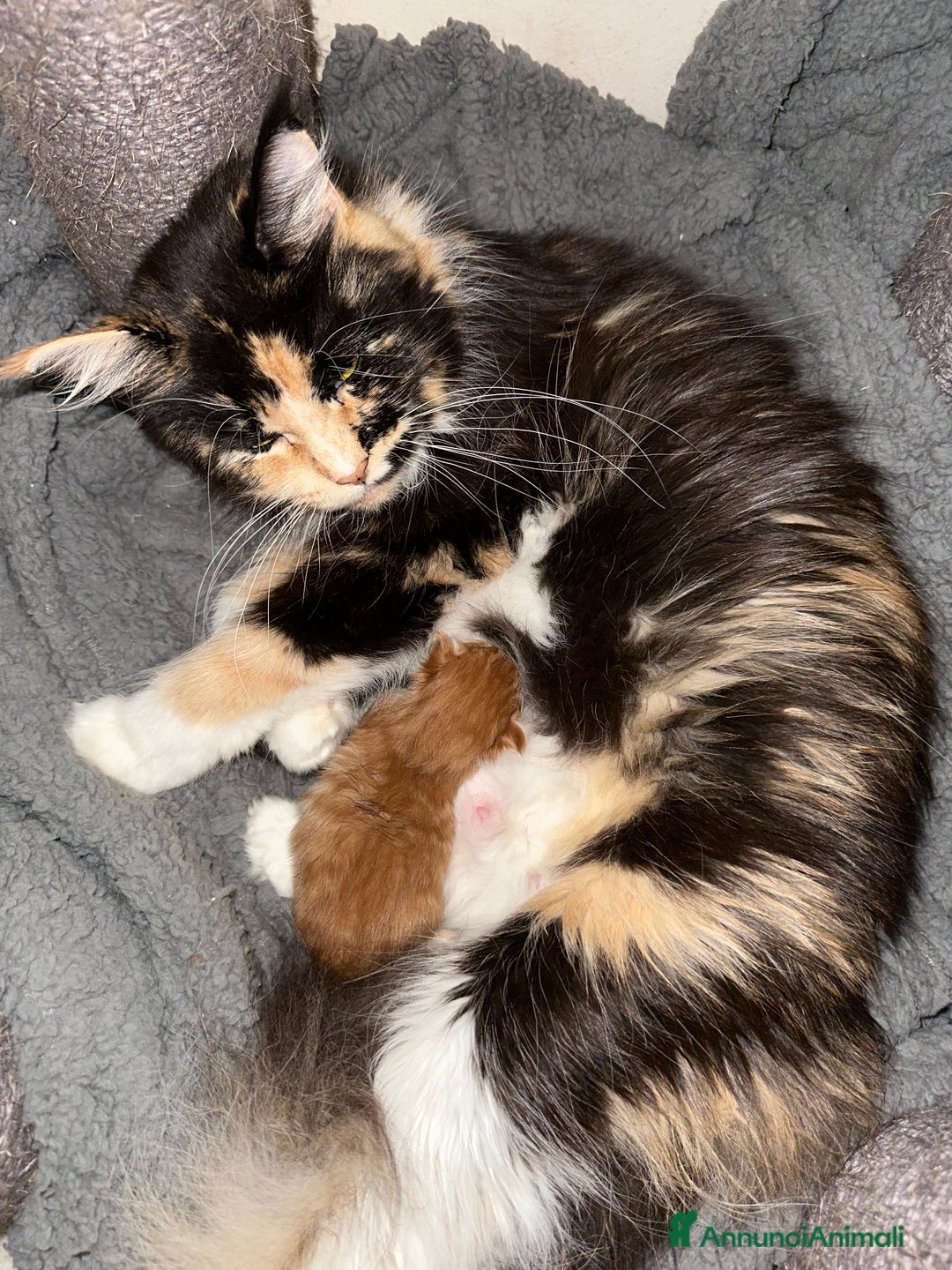 Maine Coon gatti in vendita: Cuccioli di Maine Coon - Immagine 6