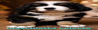 Bovaro del Bernese Cucciolo 1