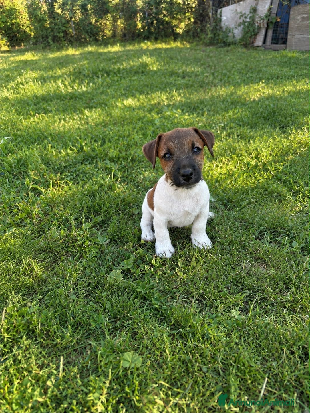 Jack Russell cani Jack Russell Cucciolo - Annuncio 1