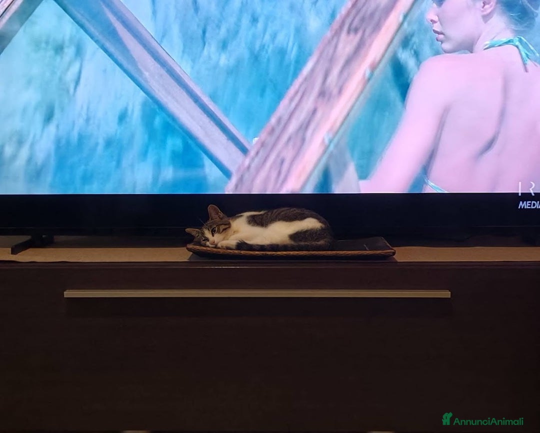 Europeo gatti in regalo: PICCOLO CONNOR 5 MESI DI DOLCEZZA - Annuncio 6