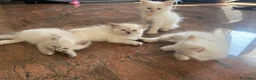 Siberiano gatti in vendita: Disponili cuccioli siberiani! Occhi azzurri! - Annuncio 19