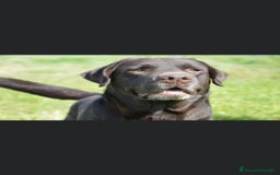 Labrador cani in vendita: Meraviglioso cucciolo di labrador chocolate puro a Città metropolitana di Palermo - Immagine 7