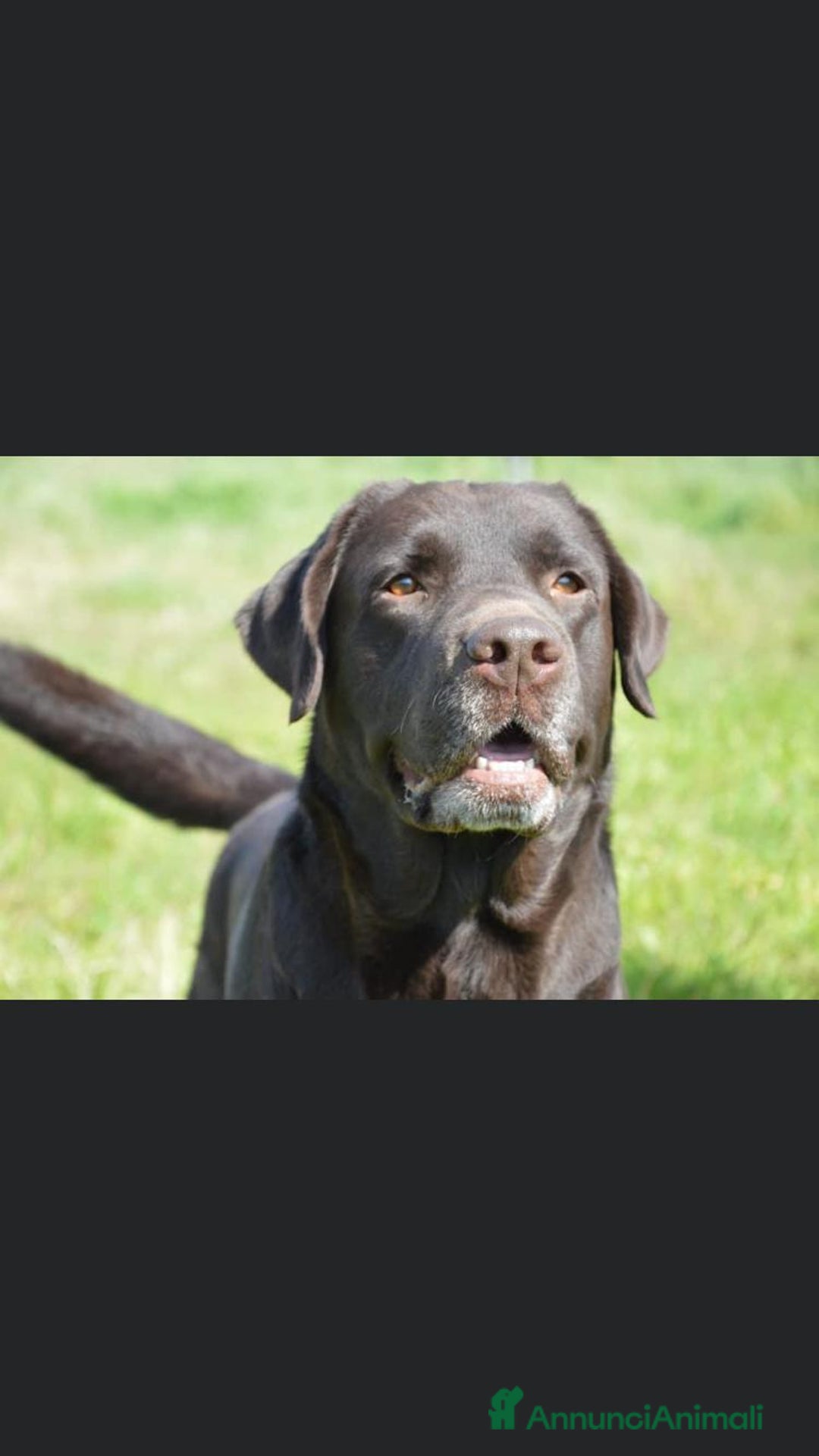 Labrador cani in vendita: Meraviglioso cucciolo di labrador chocolate puro a Città metropolitana di Palermo - Immagine 7
