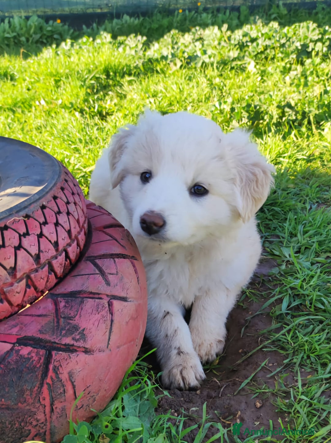 Meticcio cani in regalo: Lilla & Viola - Annuncio 2
