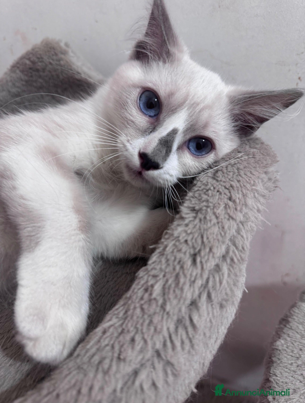 Ragdoll gatti Ragdoll - Annuncio 10