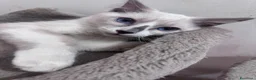 Ragdoll gatti in vendita: Ragdoll - Annuncio 1