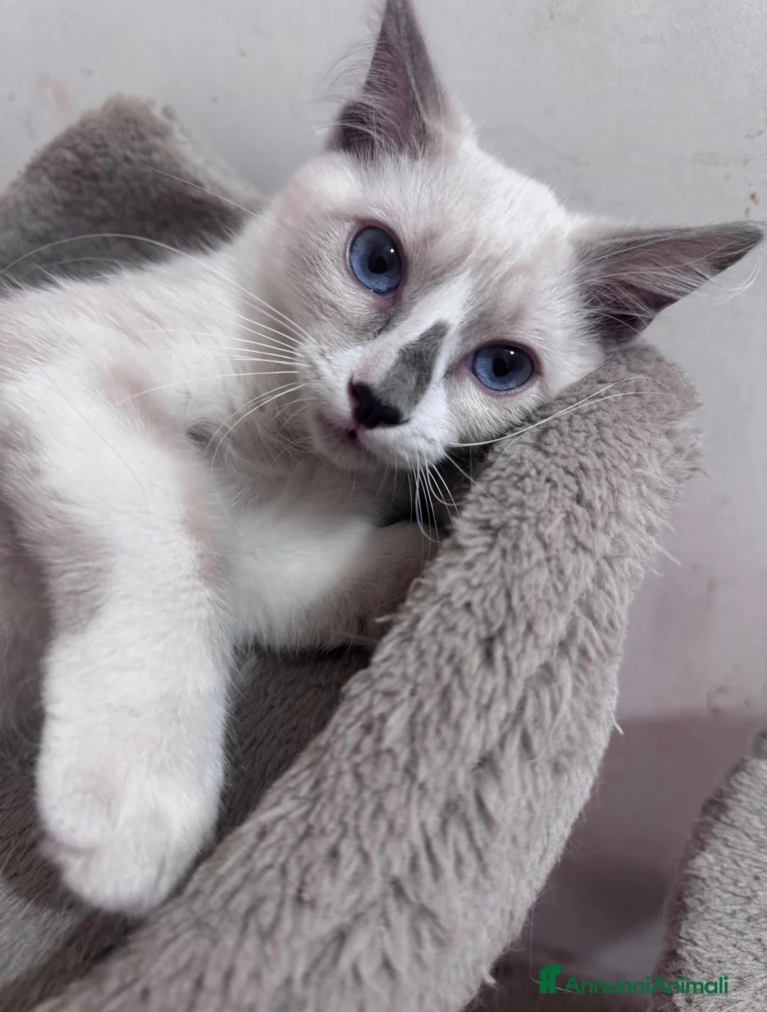 Ragdoll gatti in vendita: Ragdoll - Annuncio 1