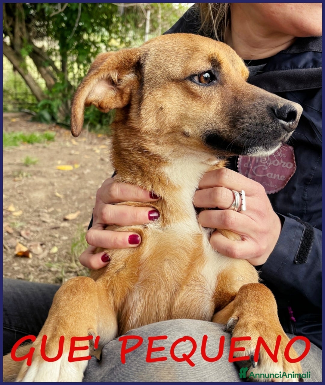 Meticcio cani in regalo: GUE' PEQUENO, 2 ANNI, POCO PIU' DI 10 KG, UN TENER a Città metropolitana di Milano - Annuncio 1