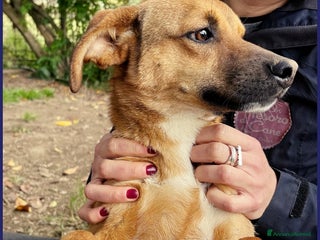 Meticcio cani GUE' PEQUENO, 2 ANNI, POCO PIU' DI 10 KG, UN TENER a Città metropolitana di Milano - Annuncio 35