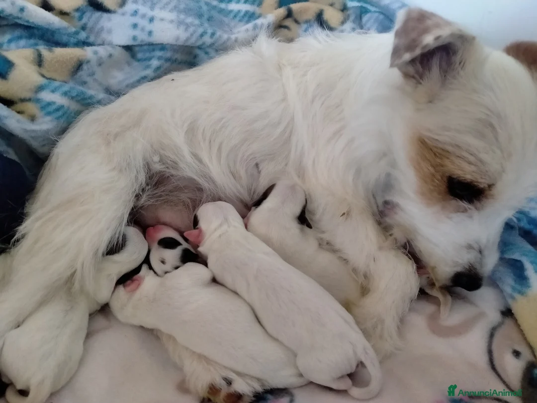 Jack Russell cani in vendita: Cuccioli di jack Russell Broken a Provincia di Campobasso - Annuncio 4